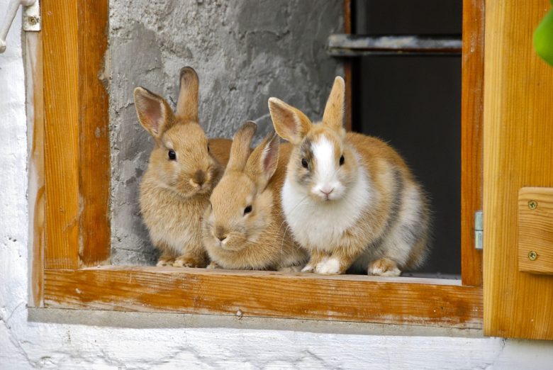 rabbit churches