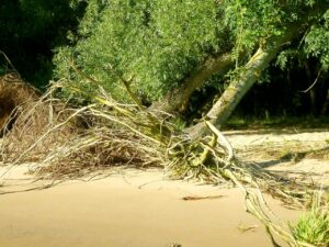 dangers of rapid movement growth